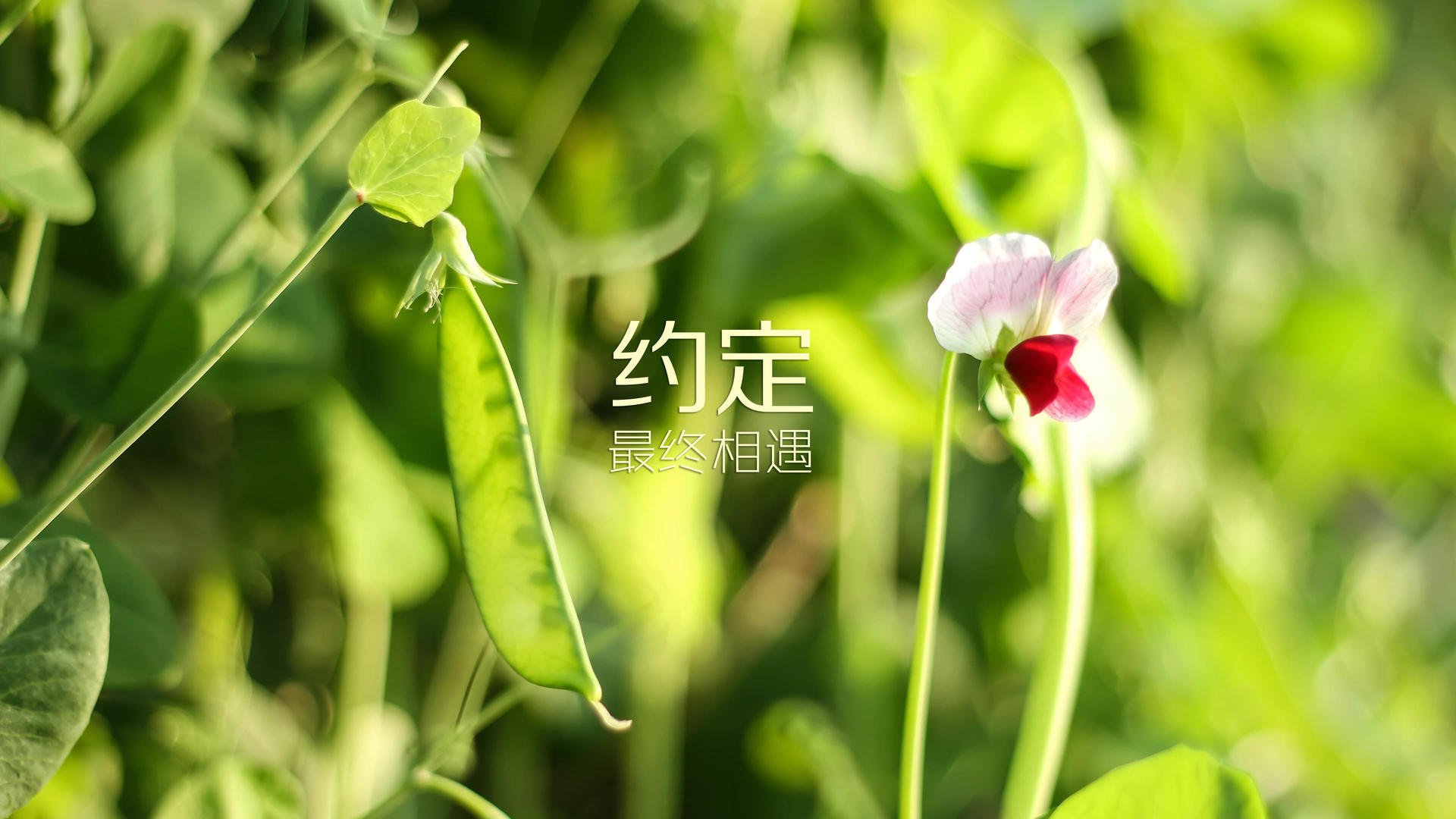 九游娱乐(jiuyou)官方网站-欧洲预选赛的精彩瞬间：全场观众尽情欢呼，欧洲预选赛集锦