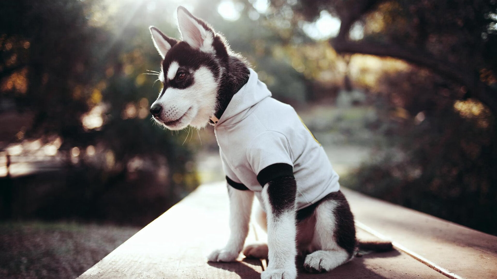 斯图加特高位封锁打断出球路线,斯图加特高中锋