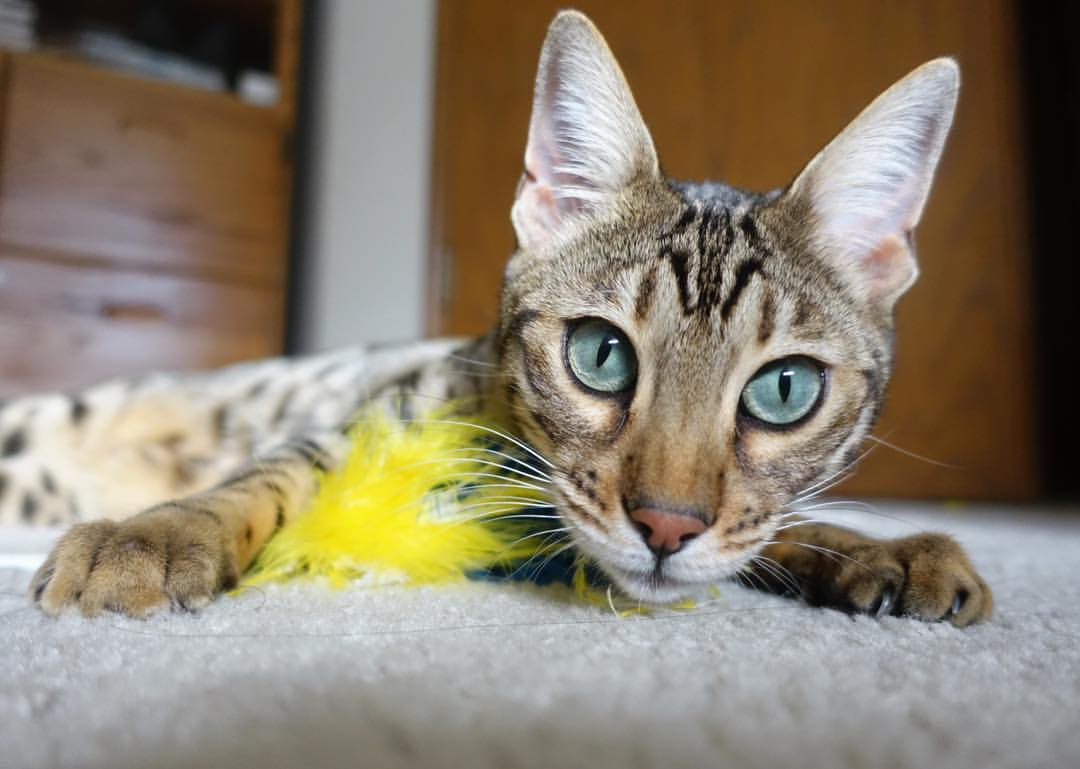 九游下载官网-胡贝特·科斯技术细腻统治混合泳赛场，胡安贝内特百度百科