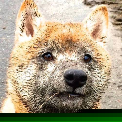 九游下载中心-自由泳中程波兰节奏明快，自由泳出发技术